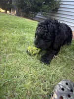 Mochi, a male Goldendoodle for sale in Raleigh, NC – 7 of 8