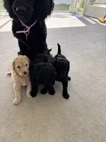 Mochi, a male Goldendoodle for sale in Raleigh, NC – 4 of 8