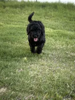 Mochi, a male Goldendoodle for sale in Raleigh, NC – 2 of 8