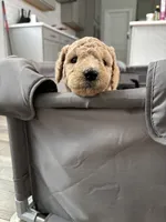 Willow, a male Goldendoodle for sale in Raleigh, NC – 7 of 9