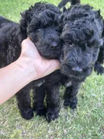 Mochi, a male Goldendoodle for sale in Raleigh, NC – 1 of 8