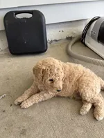 Willow, a male Goldendoodle for sale in Raleigh, NC – 8 of 9