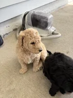 Willow, a male Goldendoodle for sale in Raleigh, NC – 2 of 9