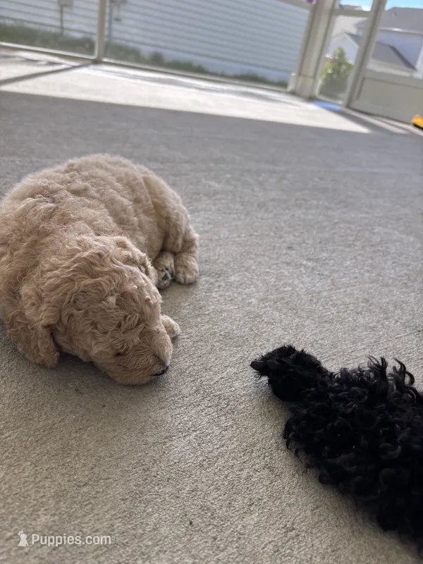 Willow – Goldendoodle puppy for sale in Raleigh, NC