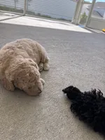 Willow, a male Goldendoodle for sale in Raleigh, NC – 1 of 9