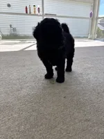 Mochi, a male Goldendoodle for sale in Raleigh, NC – 3 of 8