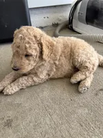 Willow, a male Goldendoodle for sale in Raleigh, NC – 9 of 9