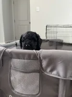 Mochi, a male Goldendoodle for sale in Raleigh, NC – 5 of 8