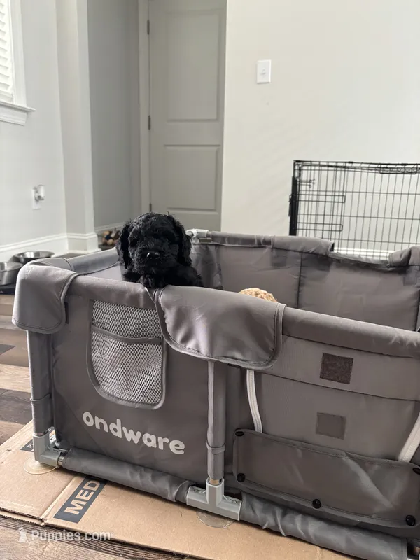 Mochi – Goldendoodle puppy for sale in Raleigh, NC