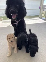 Willow, a male Goldendoodle for sale in Raleigh, NC – 3 of 9