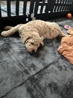 Willow, a male Goldendoodle for sale in Raleigh, NC – 10 of 10