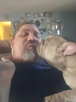 Mileena, a female French Bulldog for sale in Lindale, TX – Photo 2 of 5