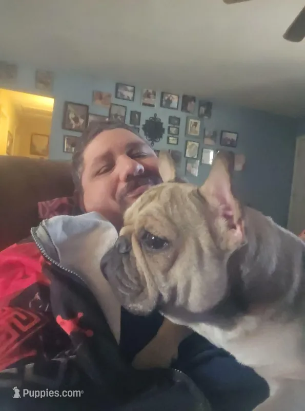 Mileena – French Bulldog puppy for sale in Lindale, TX