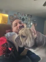 Mileena, a female French Bulldog for sale in Lindale, TX – Photo 1 of 5