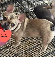 Mileena, a female French Bulldog for sale in Lindale, TX – Photo 5 of 5