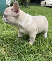 Pebbles, a male French Bulldog for sale in Atlanta, GA – 2 of 10