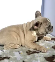 Pebbles, a male French Bulldog for sale in Atlanta, GA – 9 of 10