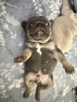 Franklin, a male French Bulldog for sale in Atlanta, GA – 2 of 5