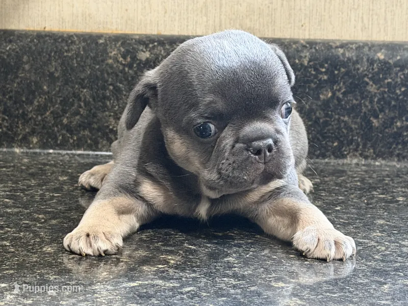 Franklin – French Bulldog puppy for sale in Atlanta, GA