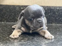 Franklin, a male French Bulldog for sale in Atlanta, GA – 1 of 5