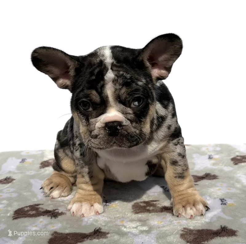 Clover – French Bulldog puppy for sale in Atlanta, GA