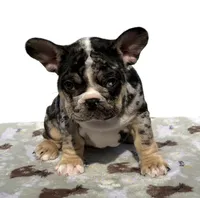 Clover, a female French Bulldog for sale in Atlanta, GA – 1 of 8
