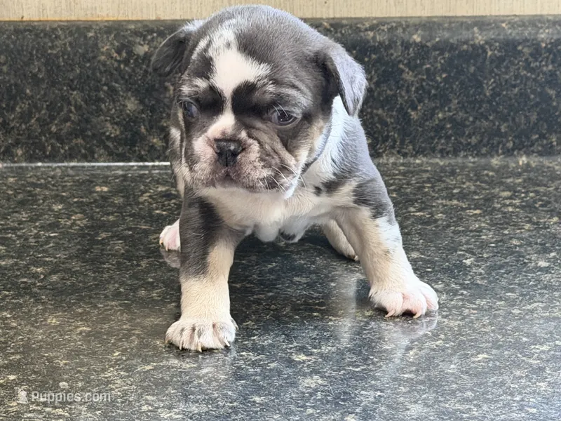 King – French Bulldog puppy for sale in Atlanta, GA