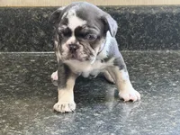 King, a male French Bulldog for sale in Atlanta, GA – 1 of 4