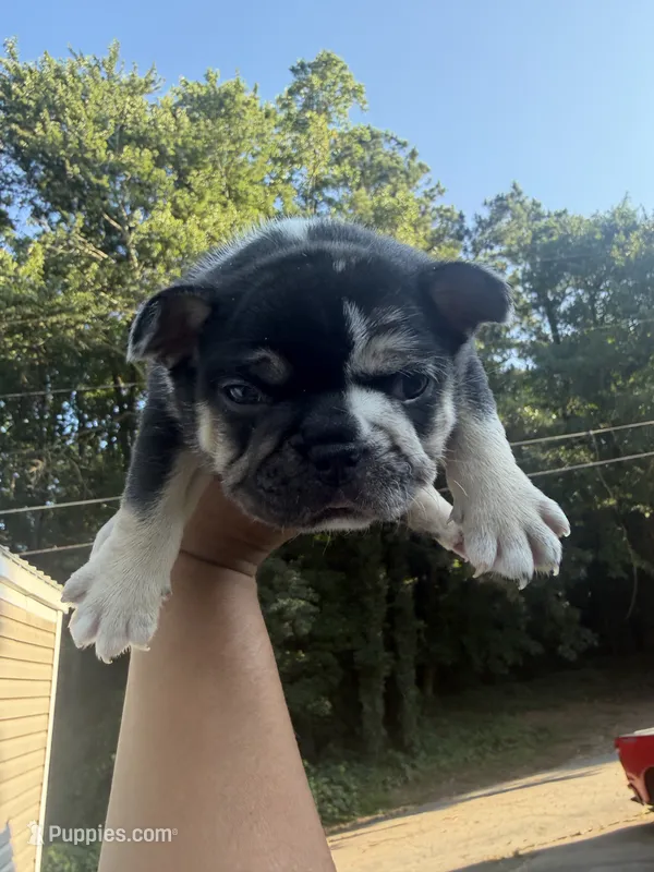 Oreo – French Bulldog puppy for sale in Atlanta, GA