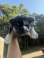 Oreo, a male French Bulldog for sale in Atlanta, GA – 1 of 3