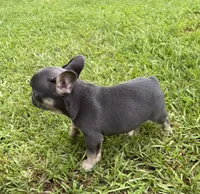 Franklin, a male French Bulldog for sale in Atlanta, GA – 3 of 7