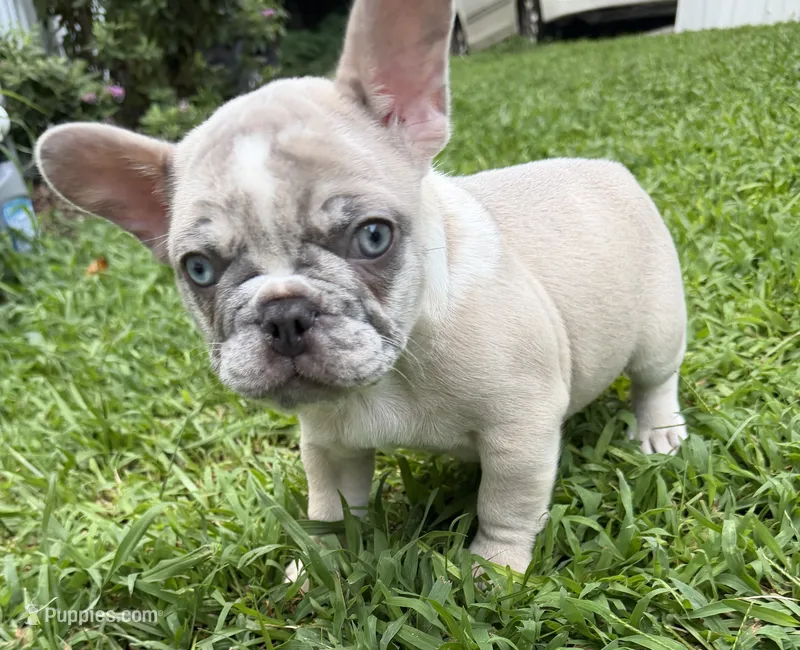 Pebbles – French Bulldog puppy for sale in Atlanta, GA