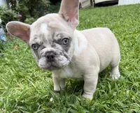 Pebbles, a male French Bulldog for sale in Atlanta, GA – 1 of 10