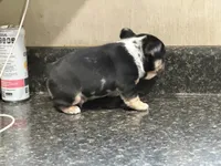 Oreo, a male French Bulldog for sale in Atlanta, GA – 3 of 3