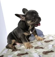 Franklin, a male French Bulldog for sale in Atlanta, GA – 5 of 7