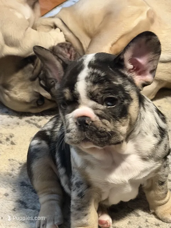 Clover – French Bulldog puppy for sale in Atlanta, GA