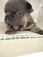 Franklin, a male French Bulldog for sale in Atlanta, GA – 3 of 5