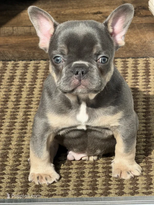 Franklin – French Bulldog puppy for sale in Atlanta, GA