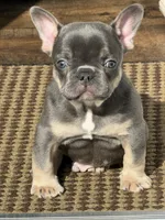 Franklin, a male French Bulldog for sale in Atlanta, GA – 1 of 7