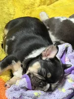 Oreo, a male French Bulldog for sale in Stamford, CT – 4 of 4