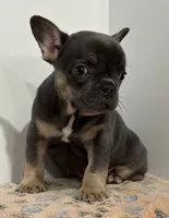 Franklin, a male French Bulldog for sale in Atlanta, GA – 7 of 7