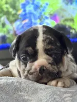 Clover, a female French Bulldog for sale in Atlanta, GA – 1 of 4