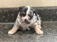 Clover, a female French Bulldog for sale in Atlanta, GA – 2 of 4
