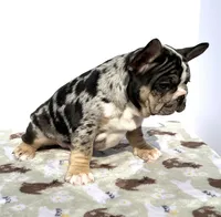 Clover, a female French Bulldog for sale in Atlanta, GA – 2 of 8