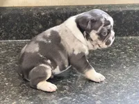 King, a male French Bulldog for sale in Atlanta, GA – 3 of 4