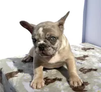 Pebbles, a male French Bulldog for sale in Atlanta, GA – 10 of 10