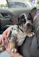 Clover, a female French Bulldog for sale in Atlanta, GA – 6 of 8