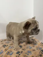 Pebbles, a male French Bulldog for sale in Atlanta, GA – 7 of 10