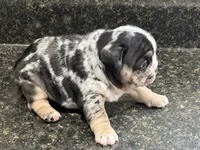 Clover, a female French Bulldog for sale in Atlanta, GA – 3 of 4