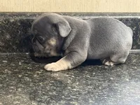 Franklin, a male French Bulldog for sale in Atlanta, GA – 5 of 5